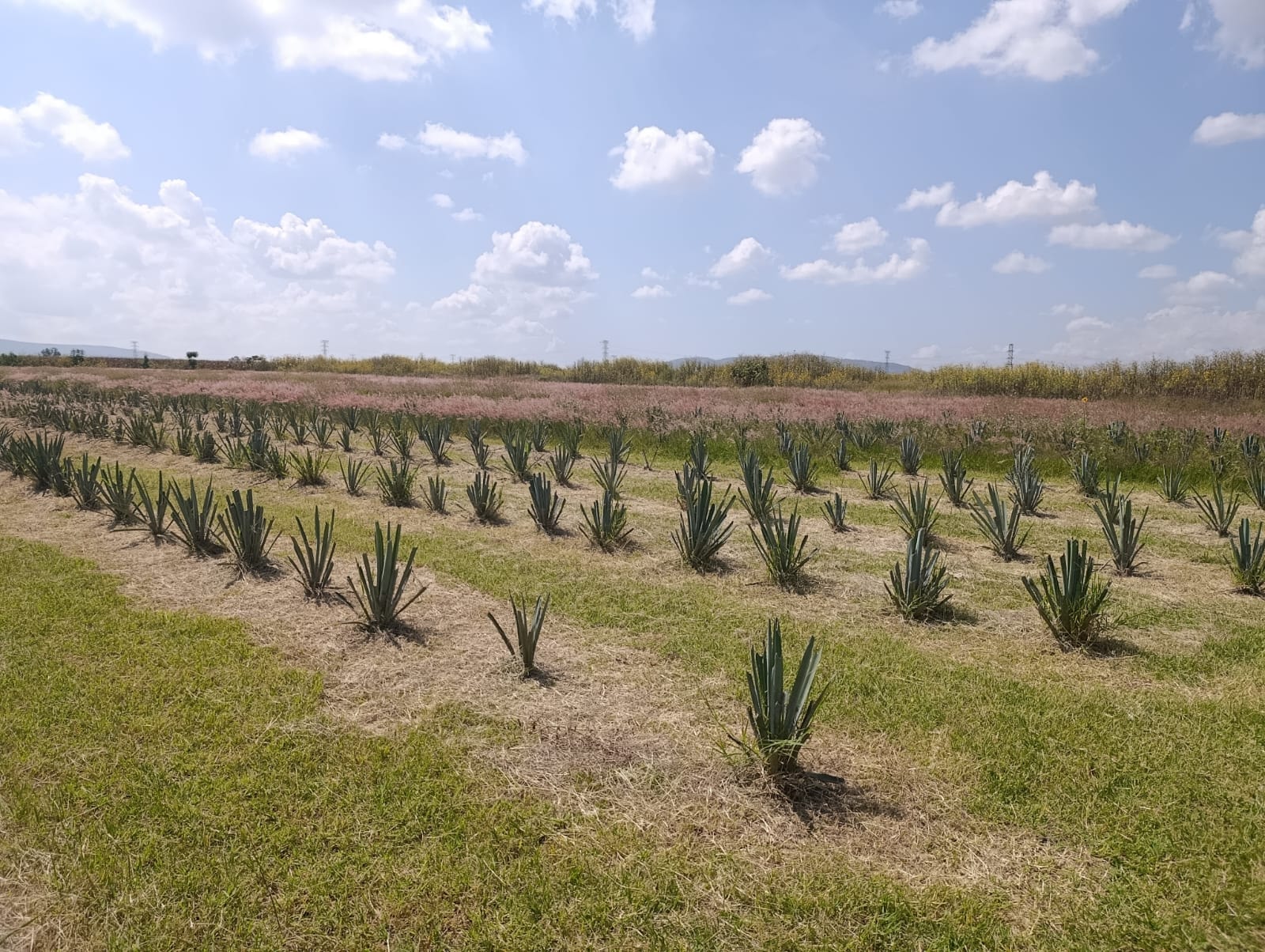 TERRENO EN NEXTIPAC